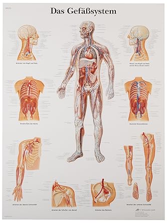 3B Scientific VR3353L Glossy UV Resistant Laminated Paper El Sistema Vascular Anatomical (The Vascular System Anatomical Chart, Spanish ), Poster Size 20