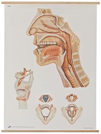 3B Scientific V2007M Speech Organs Anatomical Chart with Wooden Rods, Oversize Poster, 33.1