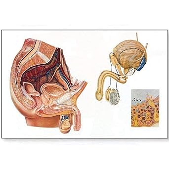 3B Scientific V2020U The Male Pelvic Organs Anatomical Chart, without Wooden Rods, Oversize Poster, 33.1