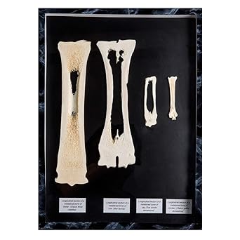 3B Scientific GmbH T30055 Comparison of Mammal Metatarsal Bones