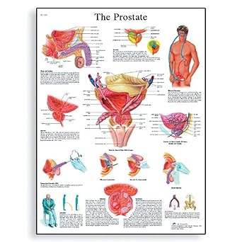 3B Scientific VR2528L Glossy UV Resistant Laminated Paper La Prostate Anatomical (The Prostate Gland Anatomical Chart. French), Poster Size 20