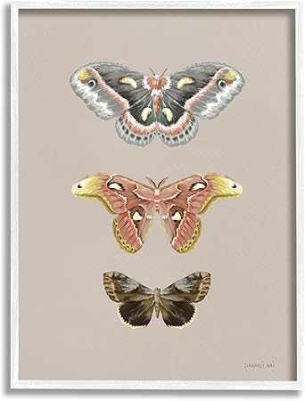 Stupell Industries Vintage Moth Specimens White Framed Giclee Art Design by Danhui Nai