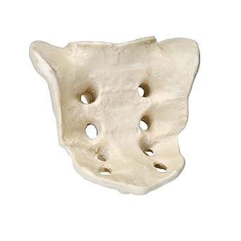 3B Scientific 1005120 Orthobones Sacrum Bone Model