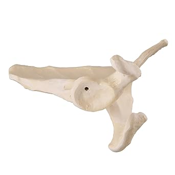 3B Scientific 1017629 Orthobones Scapula Left Bone Model