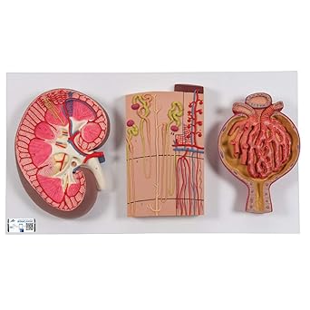 3B Scientific K11 Kidney Sect. Nephrons Blood Vessels and Renal Corpuscle - 3B Smart Anatomy