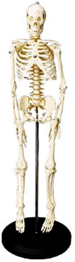 Educational Insights Human Skeleton Model