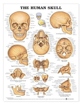 ACC - The Human Skull Anatomical Chart