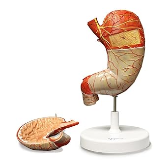 Walter Products B10440 Stomach Model, 1.5X Life Size, 2-Parts