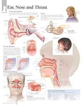 Ear, Nose & Throat chart: Wall Chart