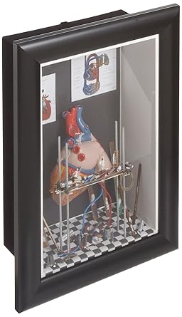 3B Scientific W23002 Medium Wall Display 