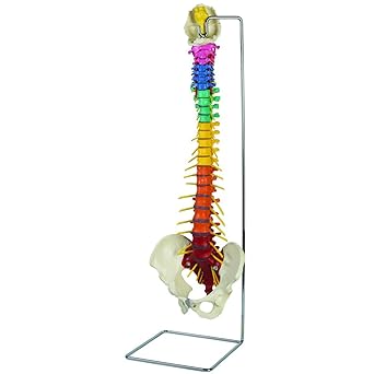 Spine Anatomy Model