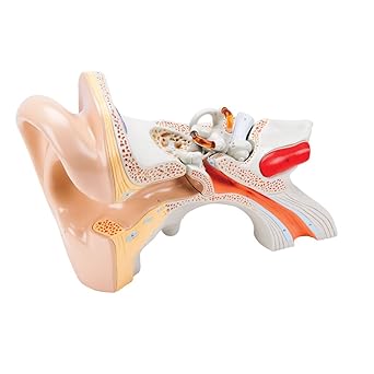 Denoyer Geppert 0133-00 Budget 3 Part Functional Ear Model, 9