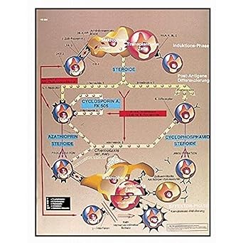 3B Scientific VR3665L Glossy UV Resistant Laminated Paper Transplantes Immunología Anatomical Chart(Transplantation Immunology Anatomical, Spanish), Poster Size 20