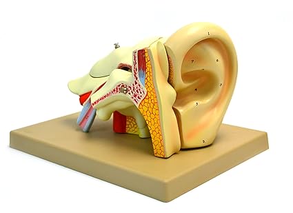 Eisco Labs Model, Human Ear, 5 Parts, 4X Life Size