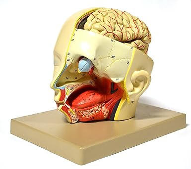 Eisco Labs Model, Human, Introductary Head Dissection, Removable Half Brain