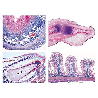 3B Scientific GmbH W13310P Normal Human Histology Large