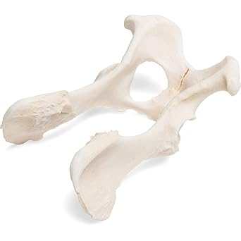 3B Scientific GmbH T30065 Dog Pelvis