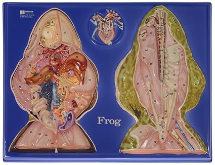 Hubbard Scientific W40232 Frog Model Activity Set, Grade: 1 to 12, 17