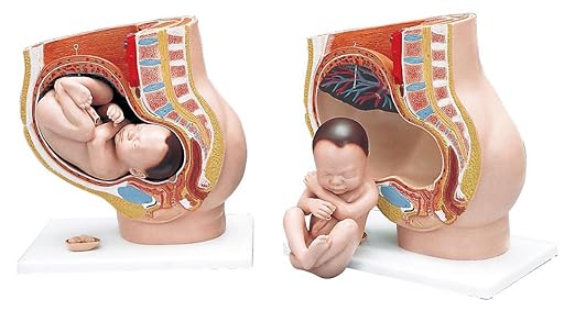 3B Scientific L20 Pregnancy Pelvis 3-part - 3B Smart Anatomy