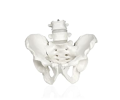 Walter Products B10270 Male Pelvis Skeleton Model