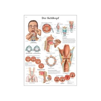 3B Scientific VR0248L Glossy UV Resistant Laminated Paper Der Kehlkopf Anatomical Chart (Larynx Anatomical Chart, German), Poster Size 20