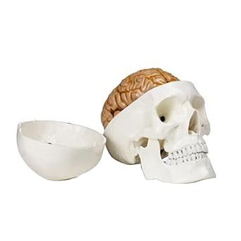 Walter Products B10228 Plastic Human Skull with Brain Model