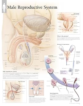 Male Reproductive System chart: Wall Chart