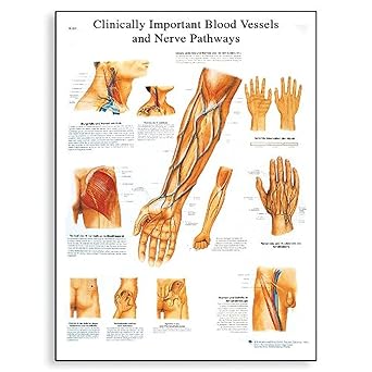 3B Scientific VR1359UU Clinically Important Blood Vessel and Nerve Pathways Anatomical Chart on Glossy Non-Laminated Paper