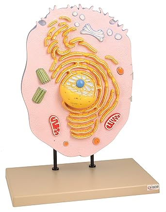 Eisco Labs Animal Cell Model, Hand Painted