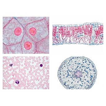 3B Scientific GmbH W13400 Series I. Cells Tissues and Organs