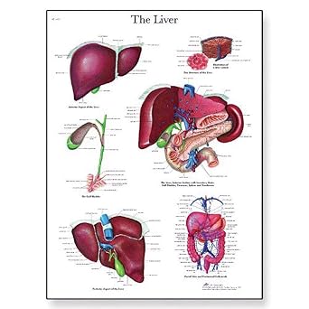 3B Scientific VR1425UU Glossy Paper Liver Anatomical Chart, Poster Size 20