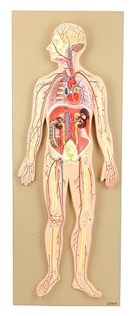 Eisco Labs Model, Human Circulatory System, Half-Size