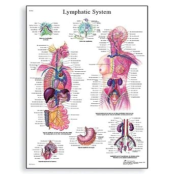 3B Scientific VR2392L Glossy UV Resistant Laminated Paper Le Systeme Lymphatique Anatomical (Lymphatic System Anatomical Chart, French) Poster Size 20