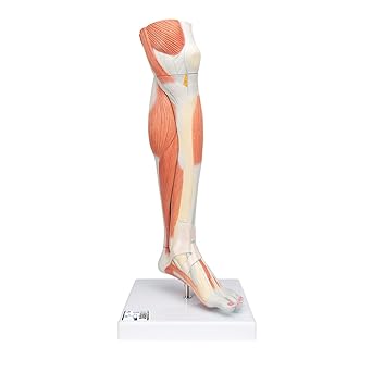 3B Scientific M22 Lower Muscled Leg w/ Knee 3-part - 3B Smart Anatomy