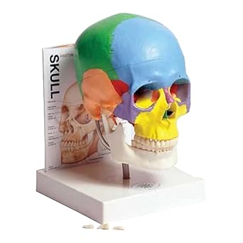 United Scientific Supplies MASKU1 Human Skull Model