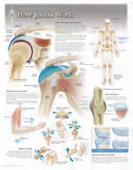 How Joints Work Wall Chart: 8101