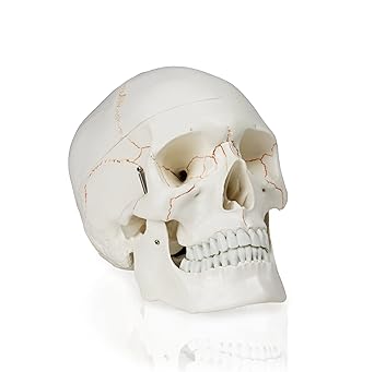 Walter Products B10226 Skull with Blood Vessels (3 Parts), Life Size, 5Height, 4.5