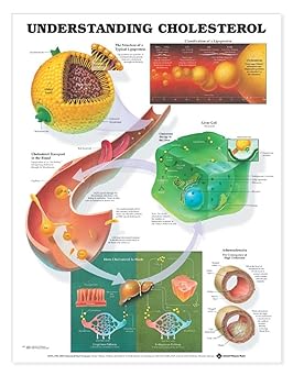 Understanding Cholesterol Anatomical Chart