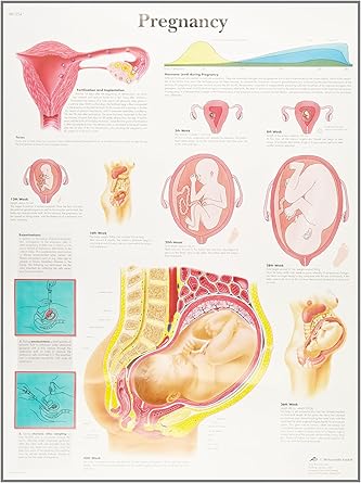 3B Scientific VR2554UU Glossy Paper La Grossesse Anatomical (Pregnancy Anatomical Chart, French), Poster Size 20