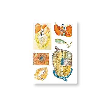 3B Scientific V2022U Liver Wall Chart 84x118 cm,Grade: 2