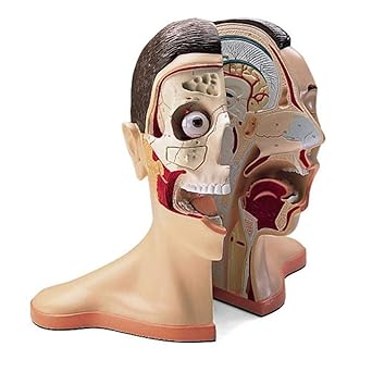 Denoyer Geppert 0176-00 Vinyl Five Part Head and Neck Model with Musculature, 15