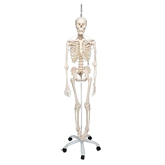 3B Scientific A15/3S Physiological skeleton functional skeleton/flexible - 3B Smart Anatomy