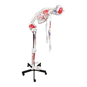 Walter Products B10230 Medical Life Size Flexible Skeleton with Muscle, Full Size