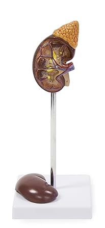 Walter Products B10439 Kidney Model, Life Size, 2-Parts