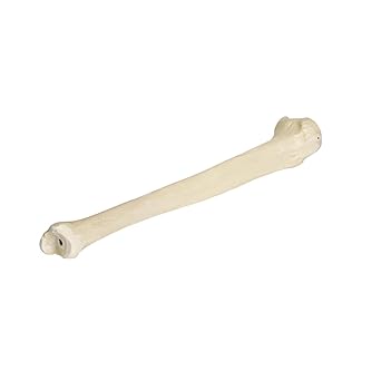 3B Scientific 1005118 Orthobones Right Tibia Bone Model