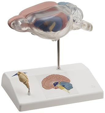 3B Scientific C29 Rat Brain Comparative Anatomy, 5.5