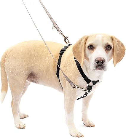 PetSafe Sure-Fit Harness – Five Point Adjustable Dog Harness – from The Makers of The Easy Walk Harness – Medium, Black