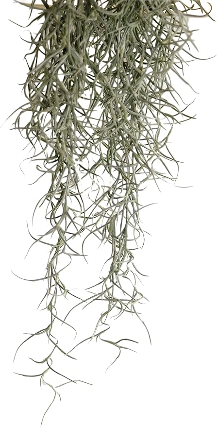 Exo Terra Spanish Moss, Medium