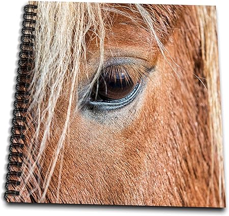 3dRose Close-up of Eye and Head of Icelandic Horse. -Drawing Book, 8 by 8-inch (db_206659_1)