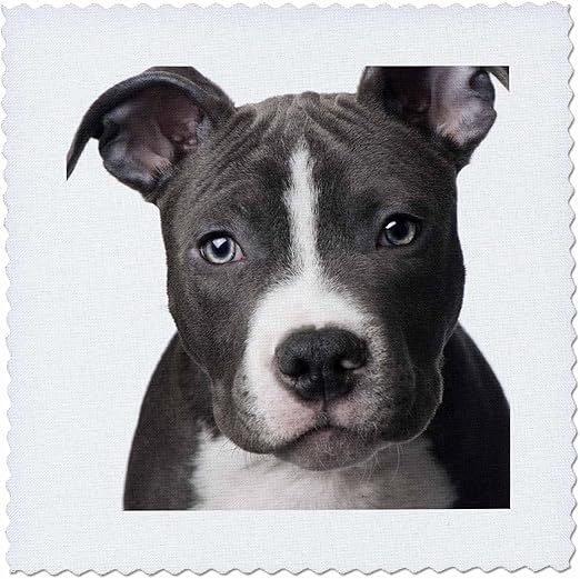 3dRose qs_4240_1 American Pit Bull Terrier Puppy Quilt Square, 10 by 10-Inch